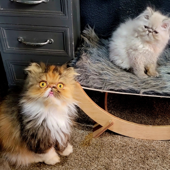 Pet Bed Hammock.. Cat or Dog.. Bran New! - Picture 2 of 2